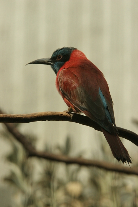 Zoo de Bale - 186